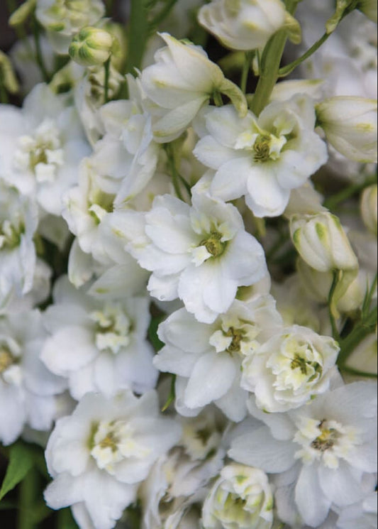 Delphinium elatum Magic Fountains Pure White | Delphinium | Excellent as Cut Flower therapyofflowers.com