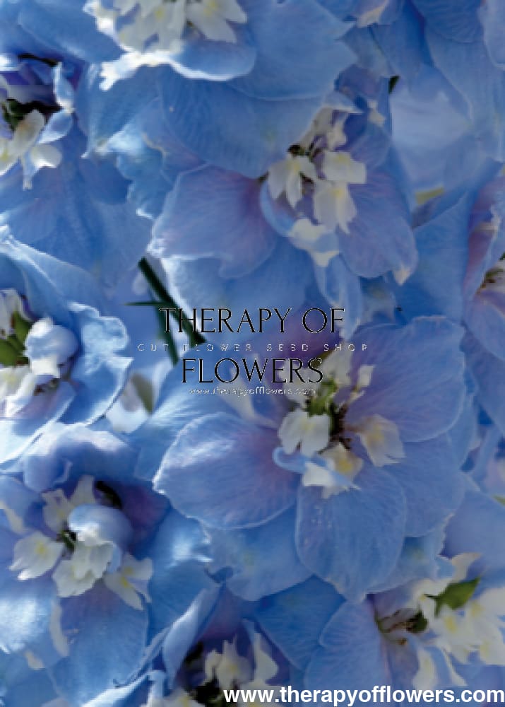 Delphinium elatum Magic Fountains Sky Blue White Bee | Delphinium | Excellent as Cut Flower therapyofflowers.com