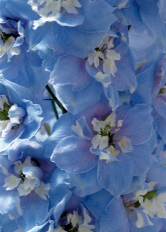 Delphinium elatum Magic Fountains Sky Blue White Bee | Delphinium | Excellent as Cut Flower therapyofflowers.com