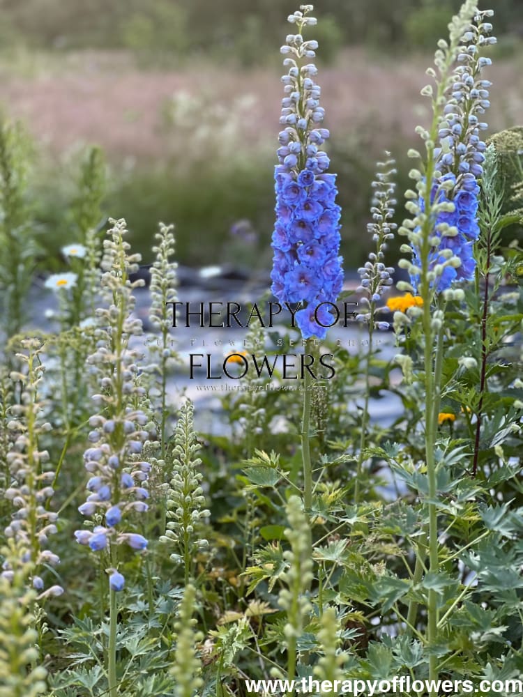 Delphinium elatum Magic Fountains Sky Blue White Bee | Delphinium | Excellent as Cut Flower therapyofflowers.com
