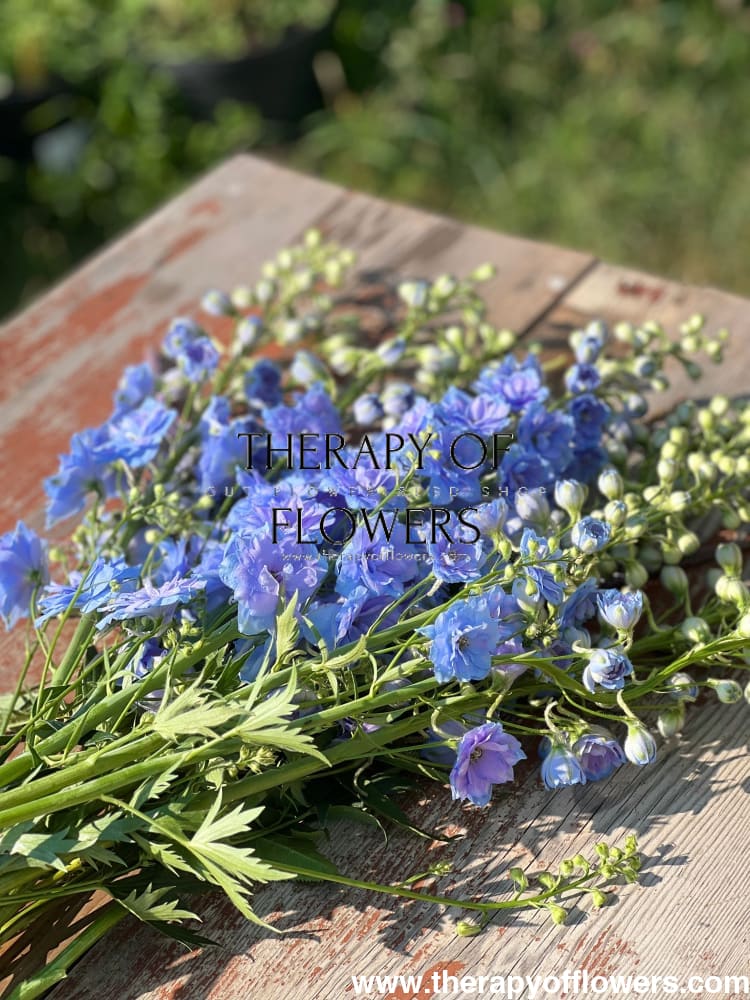 Delfīniem blue therapyofflowers.com