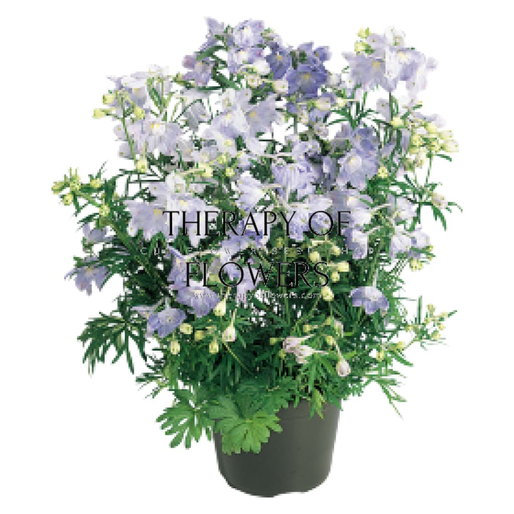 Delphinium grandiflorum Summer Blues® | Siberian larkspur therapyofflowers.com
