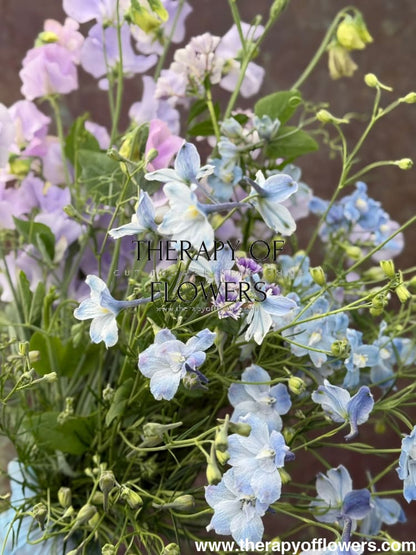 Delphinium grandiflorum Summer Blues® | Siberian larkspur therapyofflowers.com