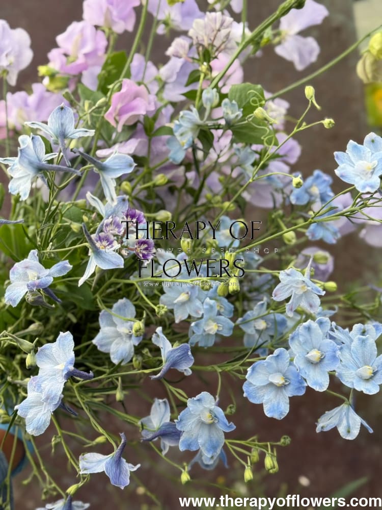 Delphinium grandiflorum Summer Blues® | Siberian larkspur therapyofflowers.com