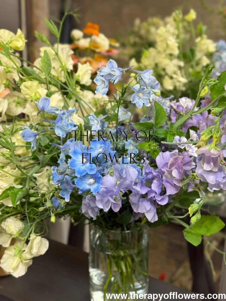 Delphinium grandiflorum Summer Blues® | Siberian larkspur therapyofflowers.com