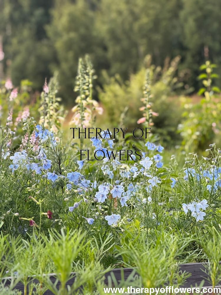 Delphinium grandiflorum Summer Blues® | Siberian larkspur therapyofflowers.com