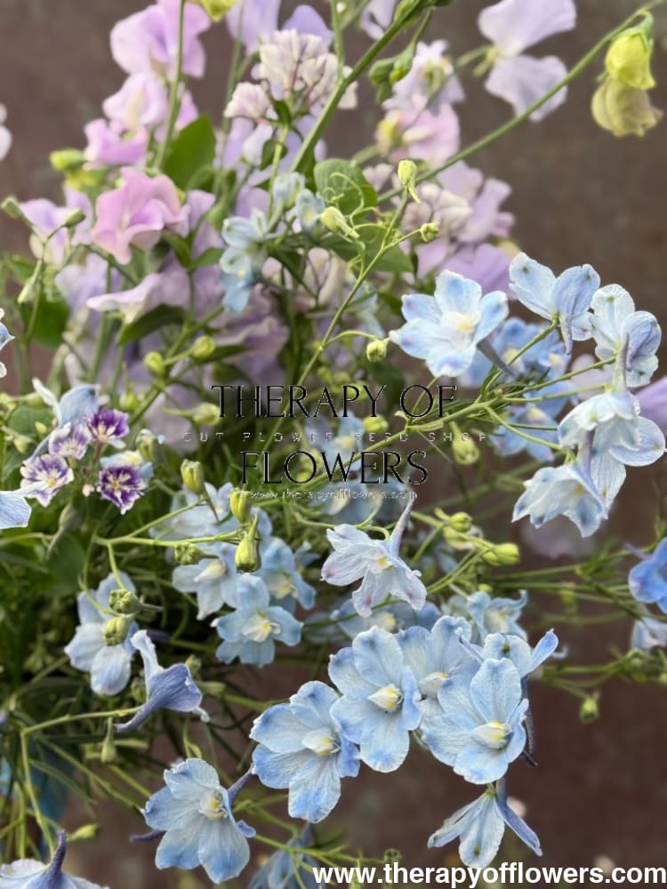 Delphinium grandiflorum Summer Blues® | Siberian larkspur therapyofflowers.com