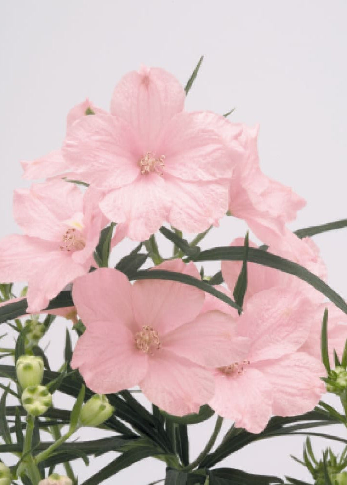 Delphinium grandiflorum Summer Morning | Siberian larkspur therapyofflowers.com