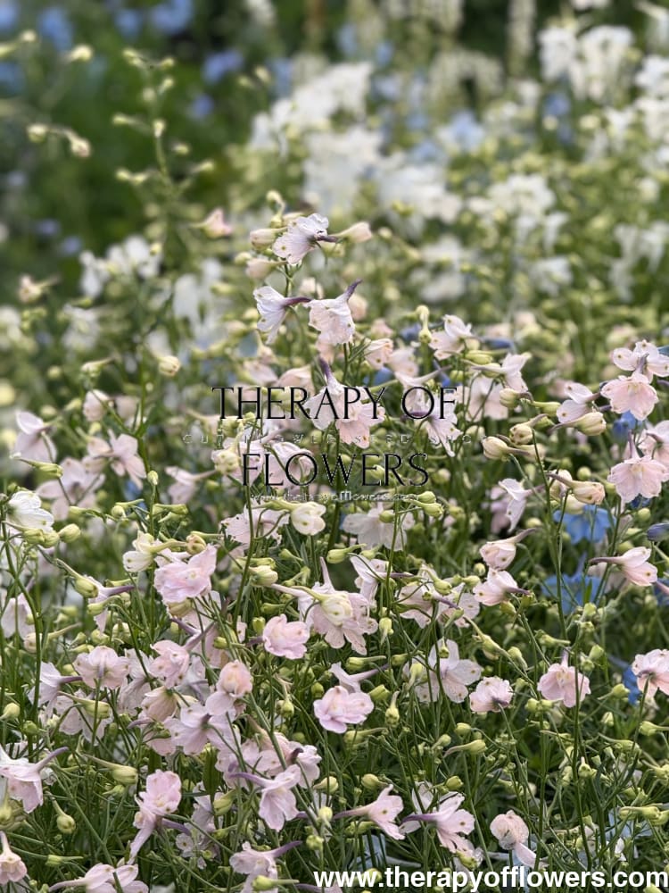 Delphinium grandiflorum Summer Morning | Siberian larkspur therapyofflowers.com