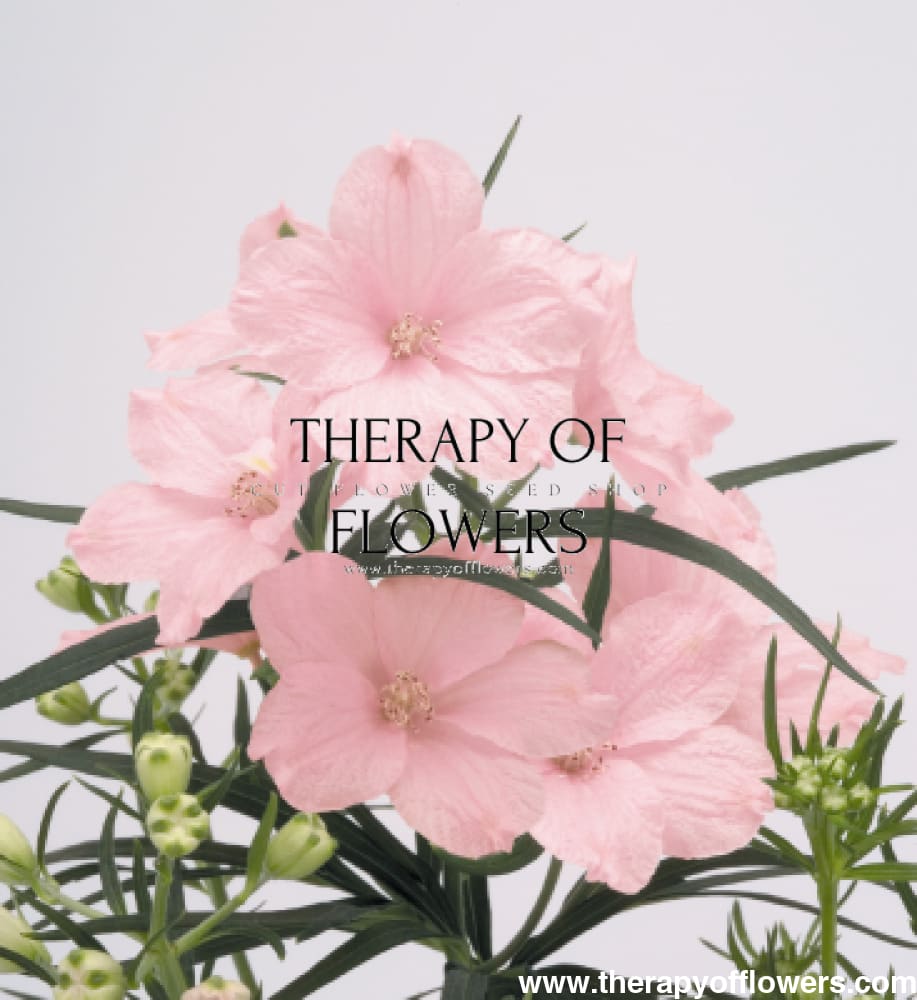 Delphinium grandiflorum Summer Morning | Siberian larkspur therapyofflowers.com