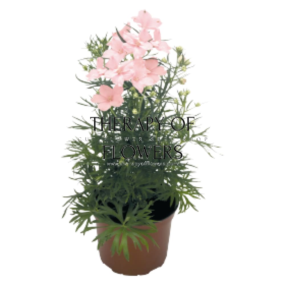 Delphinium grandiflorum Summer 1,000 Morning | Siberian larkspur therapyofflowers.com