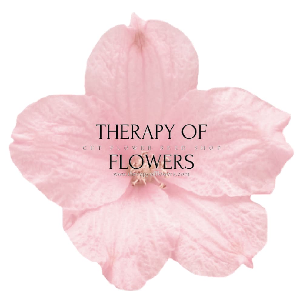 Delphinium grandiflorum Summer Morning | Siberian larkspur therapyofflowers.com