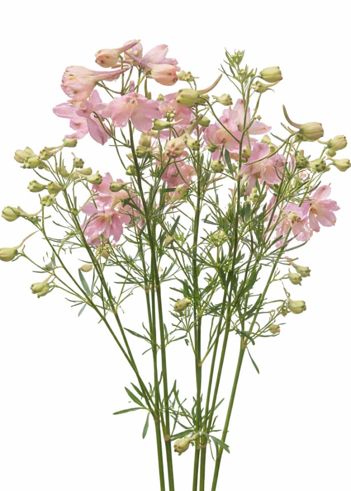 Delphinium grandiflorum Summer Morning | Siberian larkspur therapyofflowers.com