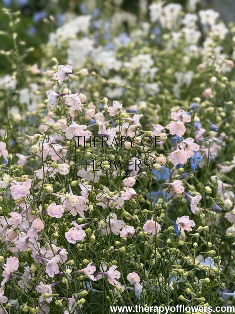 Delphinium grandiflorum Summer Morning | Siberian larkspur therapyofflowers.com