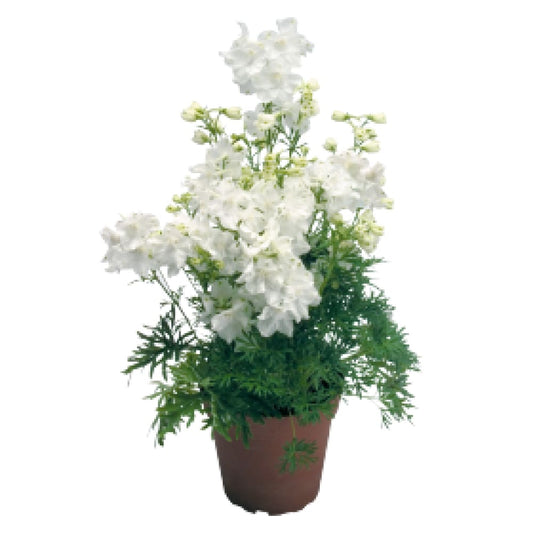 Delphinium grandiflorum Summer Star | Siberian larkspur therapyofflowers.com