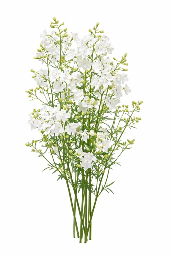 Delphinium grandiflorum Summer Star | Siberian larkspur therapyofflowers.com