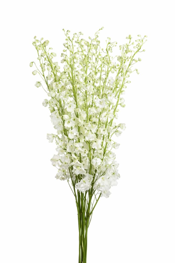 Delphinium hybrida Benary’s Pacific Galahad | Candle Delphinium - 20 seeds / 160 cm / White - Seeds