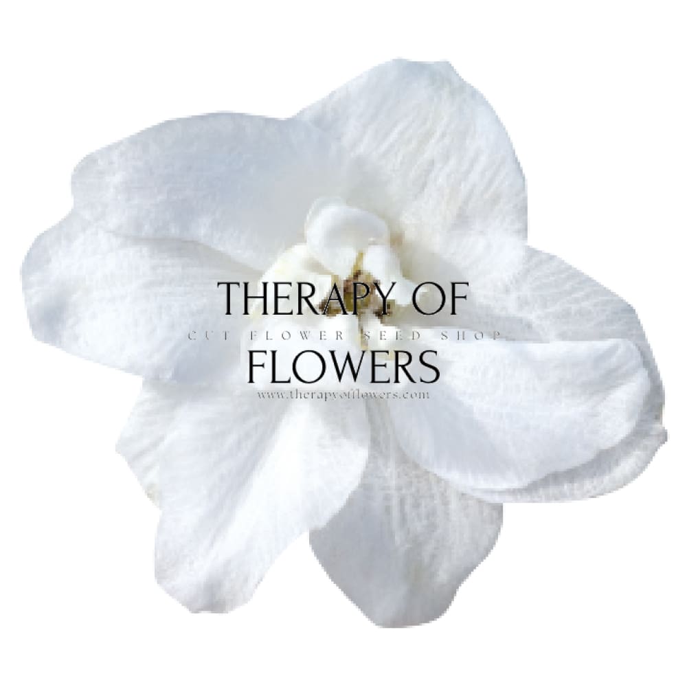 Delphinium hybrida Benary's Pacific Galahad | Candle Delphinium therapyofflowers.com