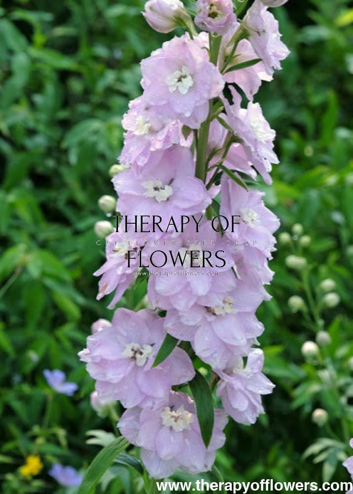 Delphinium hybrida Benary's Pacific Guinevere | Candle Delphinium therapyofflowers.com