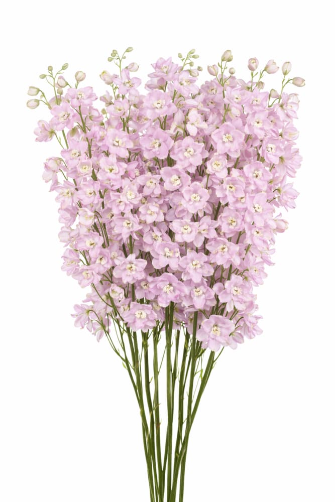 Delphinium hybrida Benary’s Pacific Guinevere | Candle Delphinium - 20 seeds / 150–180 cm / Lavander - Seeds