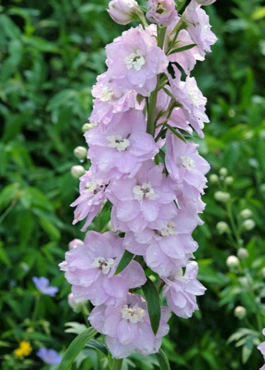 Delphinium hybrida Benary's Pacific Guinevere | Candle Delphinium therapyofflowers.com