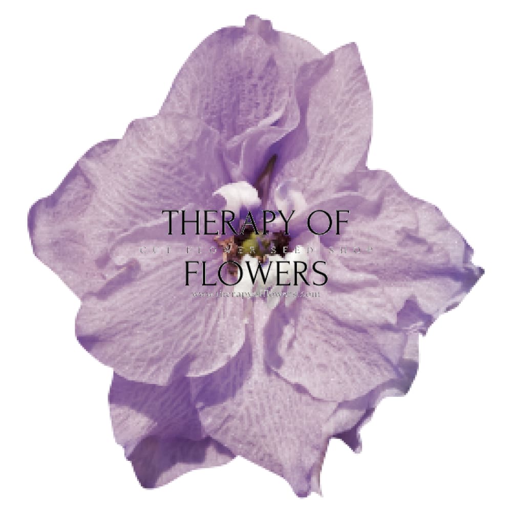 Delphinium hybrida Benary's Pacific Guinevere | Candle Delphinium therapyofflowers.com