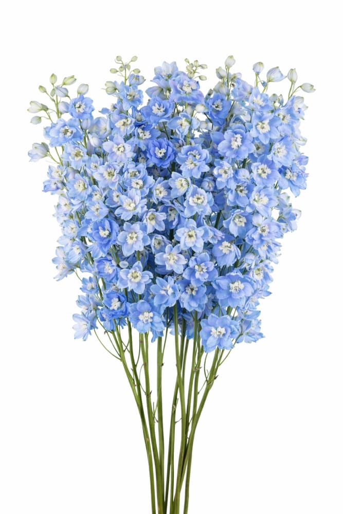 Delphinium hybrida Benary’s Pacific Summer Skies | Candle Delphinium - 20 seeds / 35 cm / Light Blue - Seeds