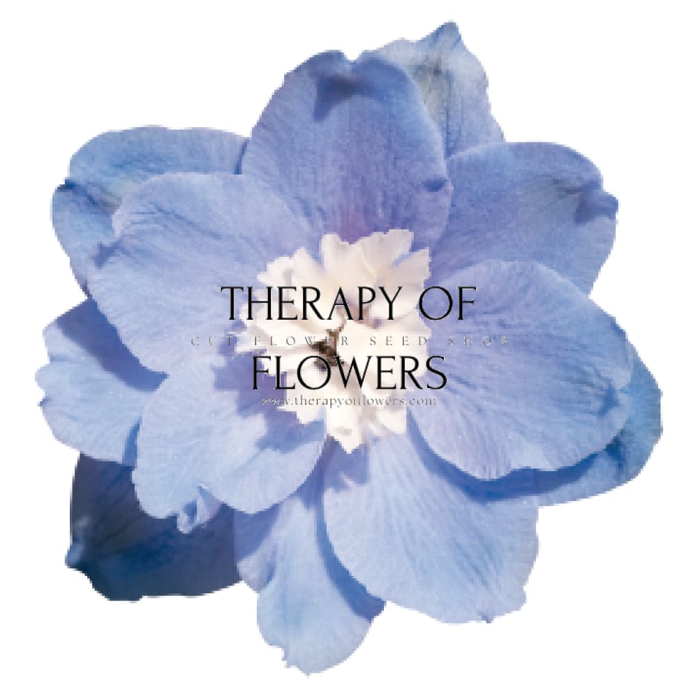 Delphinium hybrida Benary's Pacific Summer Skies | Candle Delphinium therapyofflowers.com