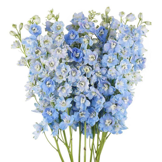 Delphinium hybrida Benary's Pacific Summer Skies | Candle Delphinium therapyofflowers.com