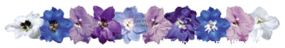 Delphinium hybrida Benary's Pacific Summer Skies | Candle Delphinium therapyofflowers.com