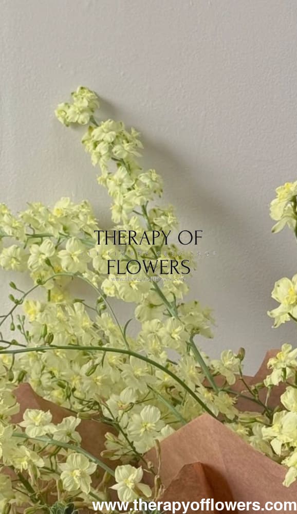 Delphinium semibarbatum Citrina | Zalil therapyofflowers.com