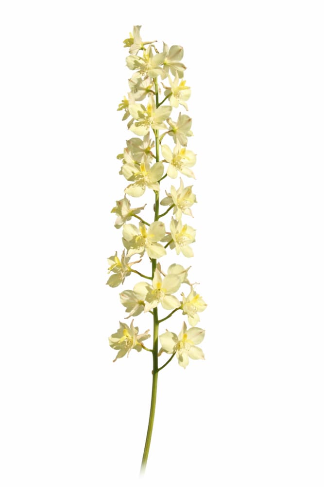 Delphinium semibarbatum Citrina | Zalil therapyofflowers.com