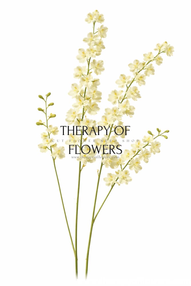 Delphinium semibarbatum Citrina | Zalil therapyofflowers.com