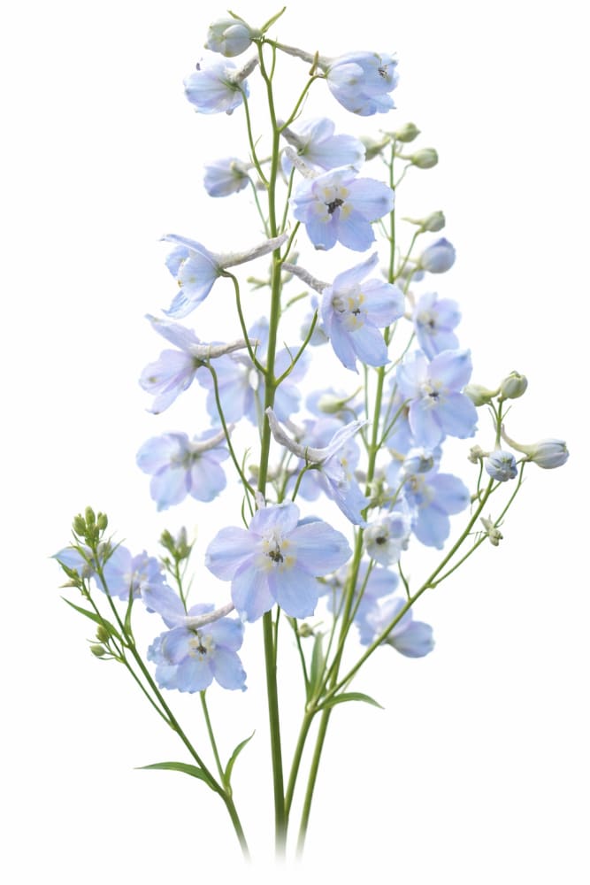 Delphinium x belladonna Clivedon Beauty | Candle larkspur therapyofflowers.com