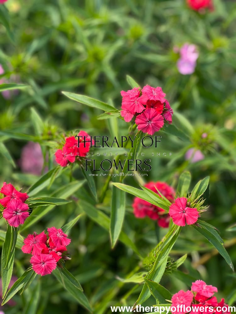 Dianthus barbatus Sweet Coral.