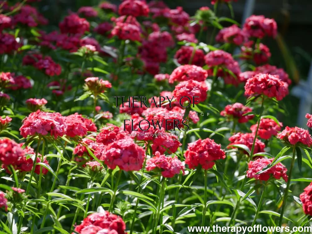 Dianthus barbatus Sweet Coral.