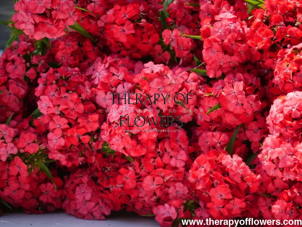 Dianthus barbatus Sweet Coral.