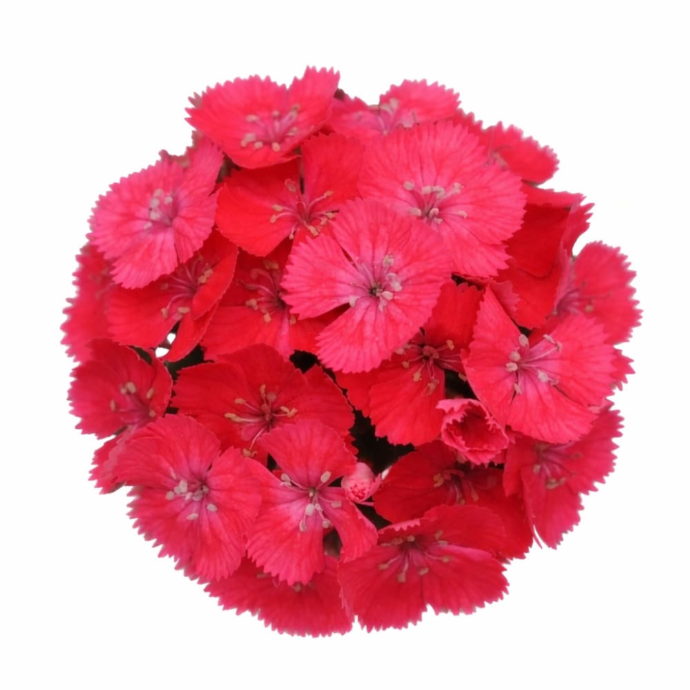 Dianthus barbatus Sweet™ Coral | Sweet William | Pelleted therapyofflowers.com