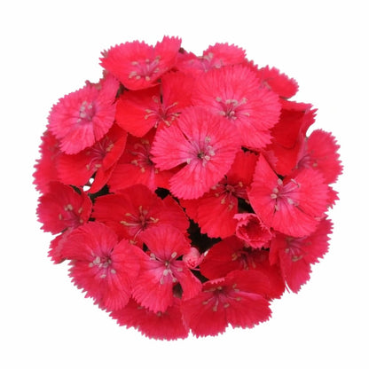 Dianthus barbatus Sweet™ Coral | Sweet William | Pelleted therapyofflowers.com