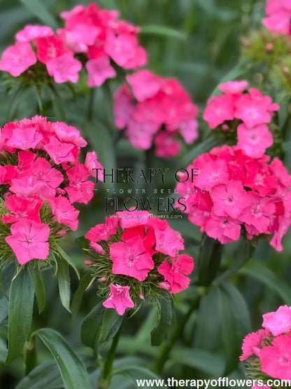 Dianthus barbatus Sweet Deep Pink Maxine F1 | Sweet William | Pelleted therapyofflowers.com