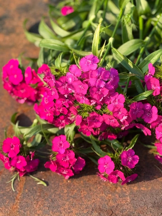 Dianthus barbatus Sweet™ Neon Purple F1 | Sweet William | Pelleted therapyofflowers.com