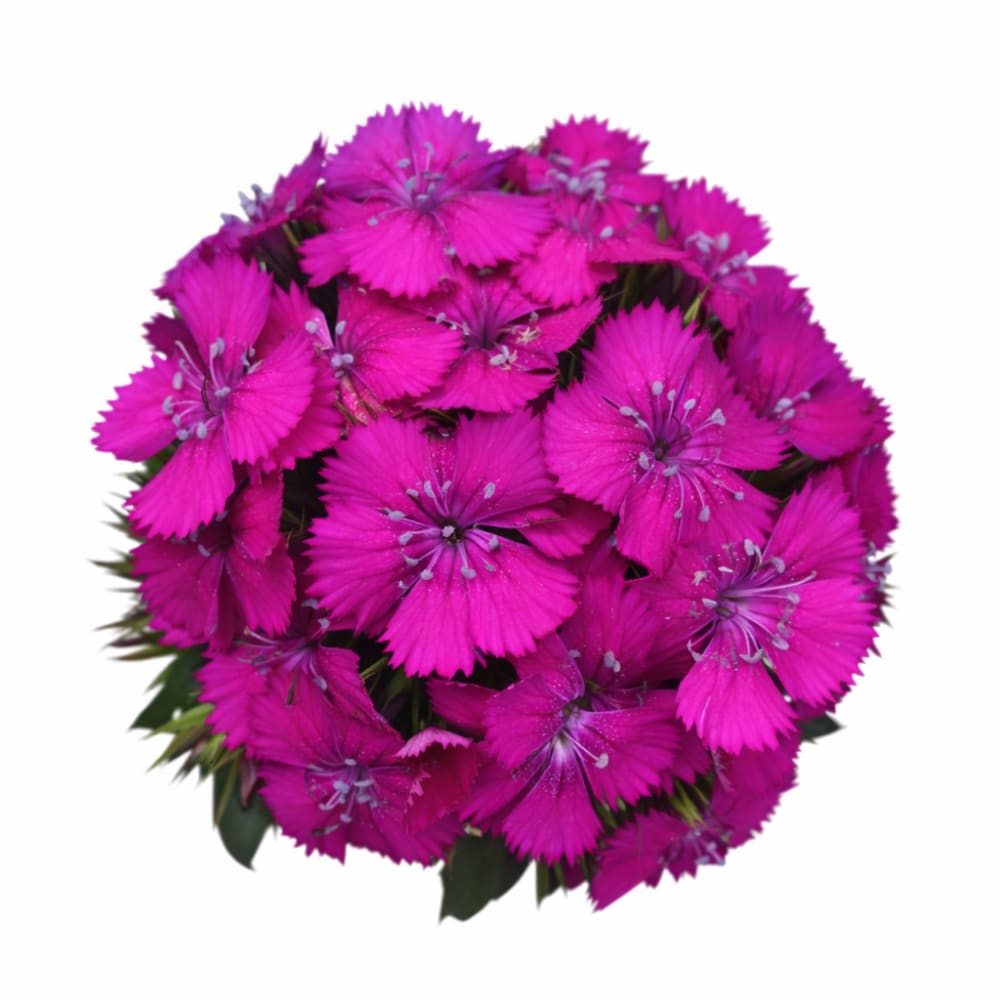 Dianthus barbatus Sweet™ Neon Purple F1 | Sweet William | Pelleted therapyofflowers.com