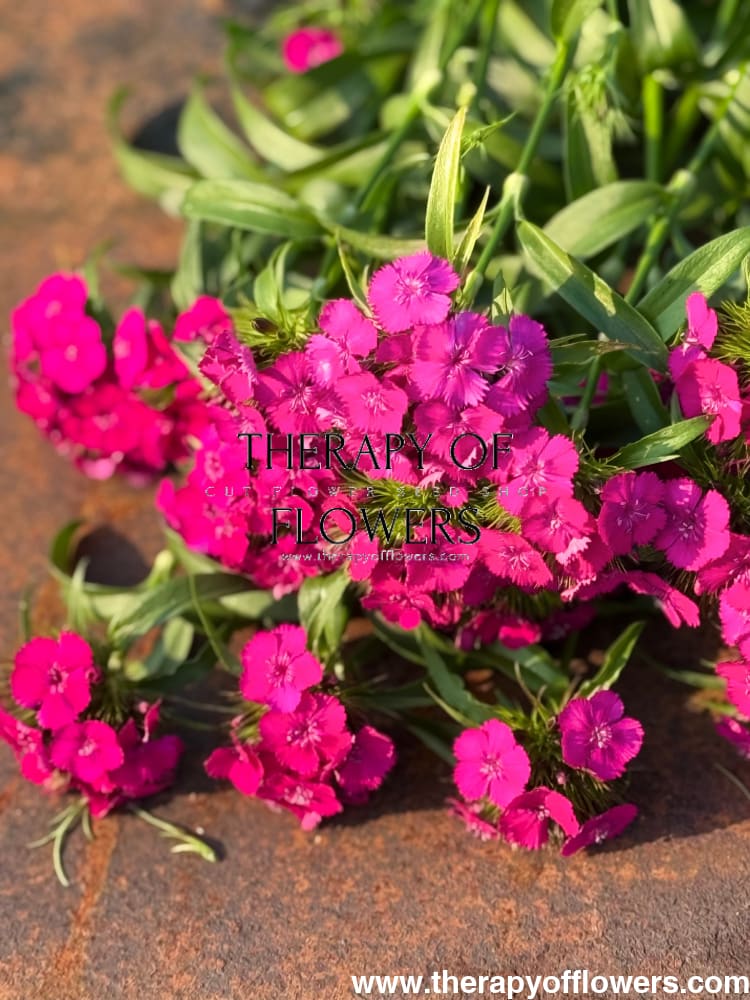 Dianthus barbatus Sweet™ Neon Purple F1 | Sweet William | Pelleted therapyofflowers.com