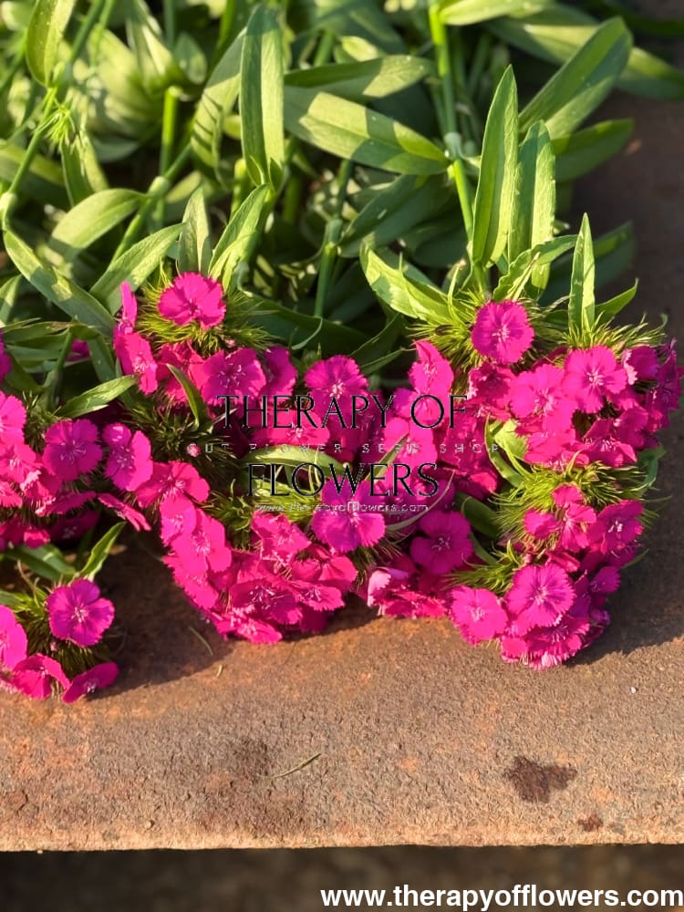 Dianthus barbatus Sweet™ Neon Purple F1 | Sweet William | Pelleted therapyofflowers.com