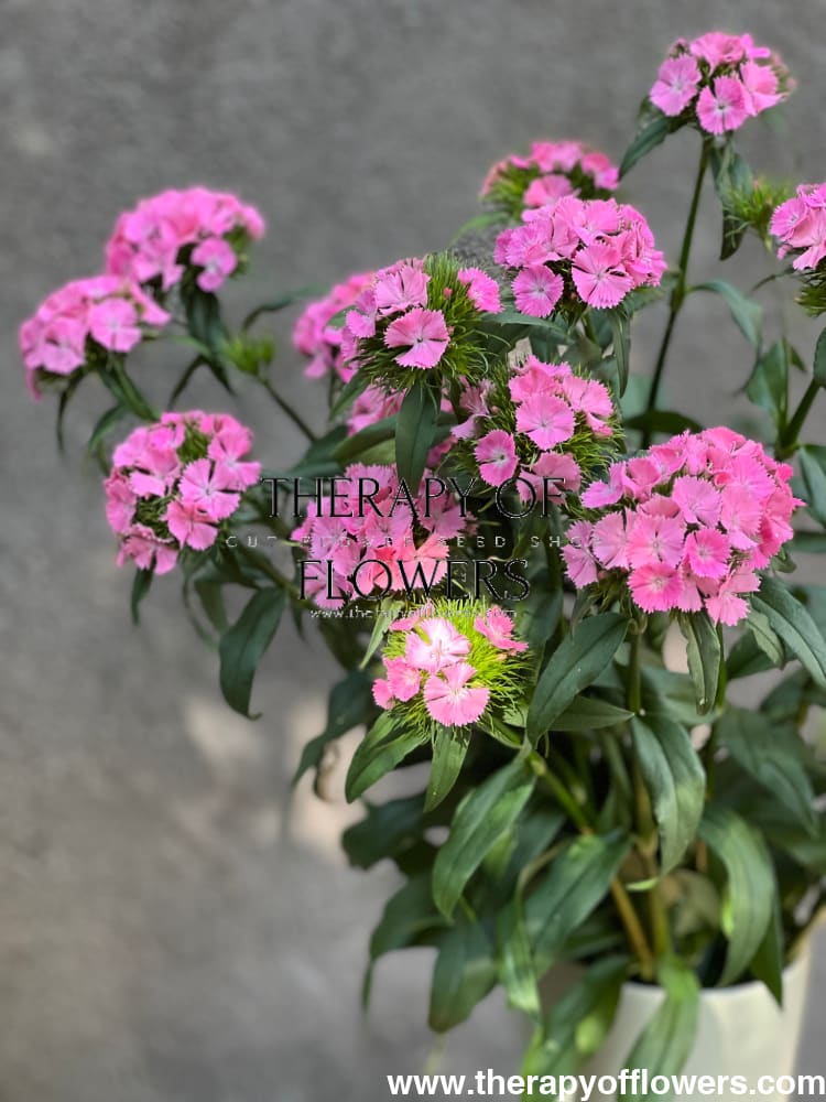 Dianthus barbatus Sweet Pink.