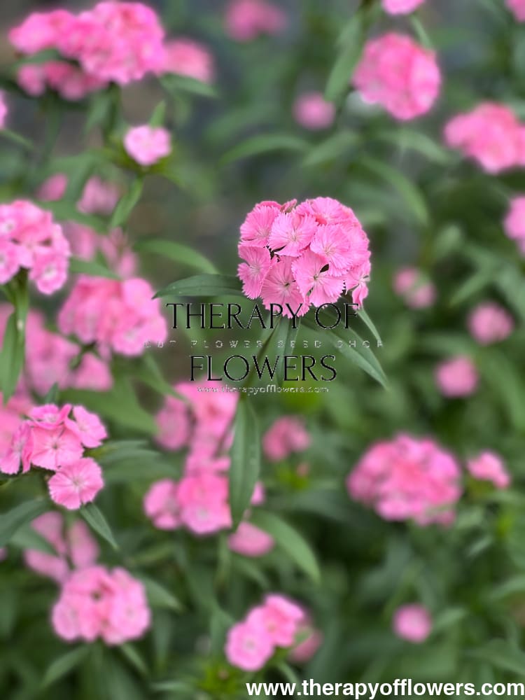 Dianthus barbatus Sweet Pink.