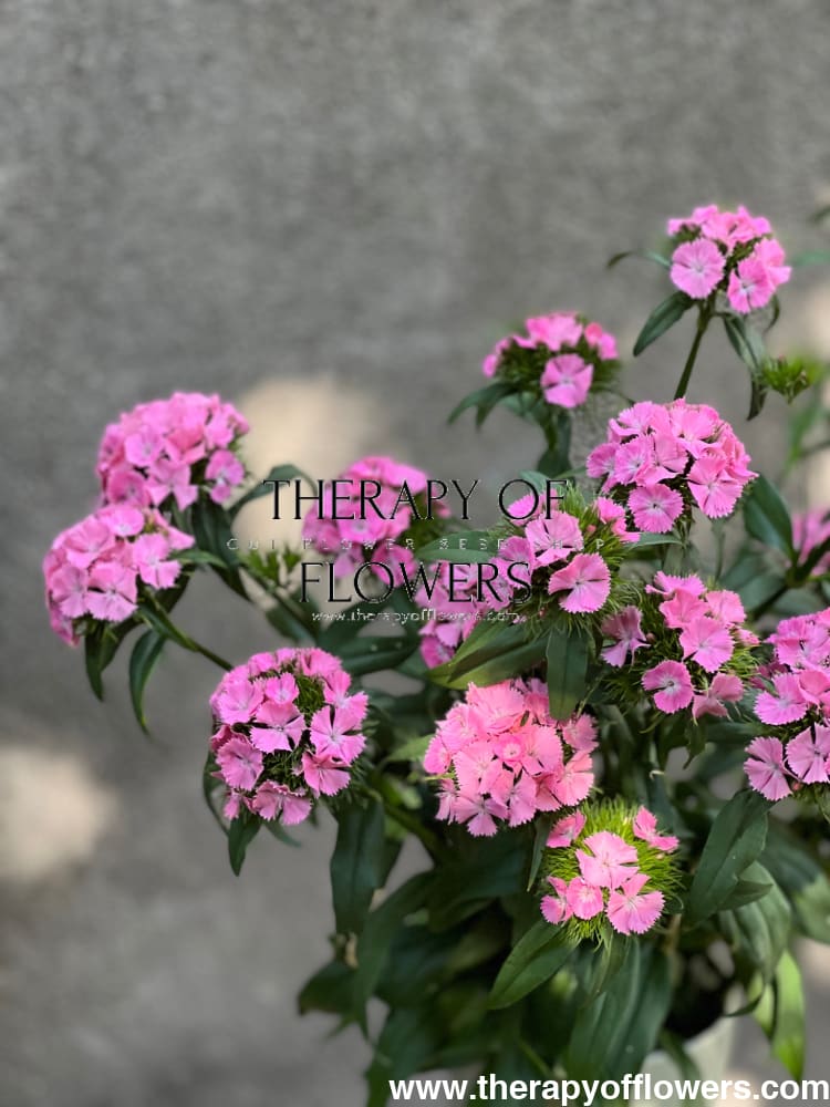 Dianthus barbatus Sweet Pink.