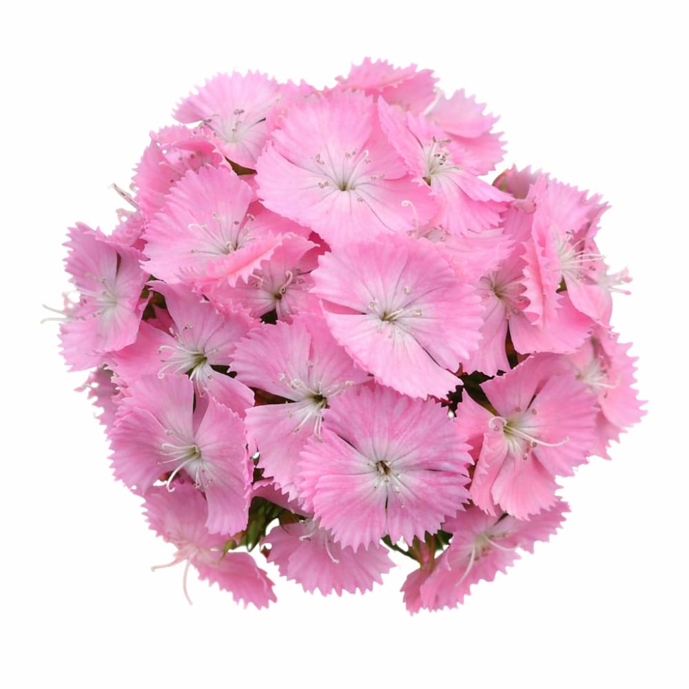 Dianthus barbatus Sweet™ Pink F1 | Sweet William | Pelleted - 20 seeds / Pink - Seeds
