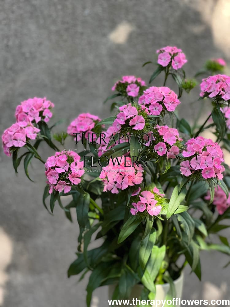 Dianthus barbatus Sweet Pink.