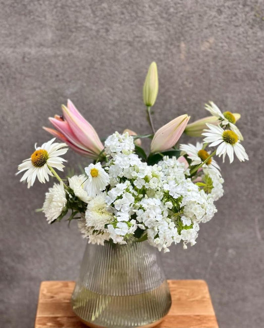 Dianthus barbatus Sweet White.
